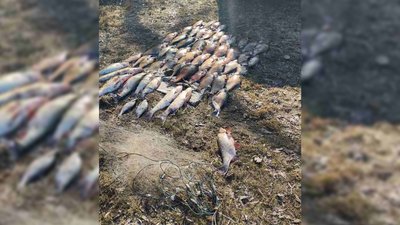 На Чернігівщині чоловік наловив риби на понад 100 тисяч гривень