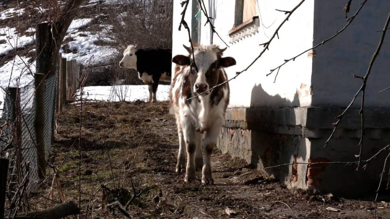 20 років корови вільно ходять селом на Новгород-Сіверщині: що кажуть господарі