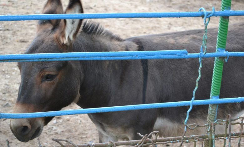 Хайлденд, віслюки, муфлони та зебу: поповнення в Менському зоопарку