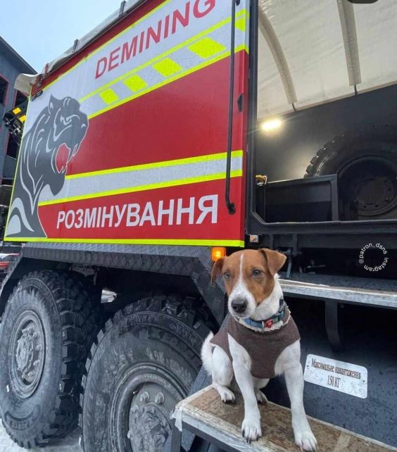 Куди зник чернігівський пес Патрон та чому з’явилися чутки про його загибель