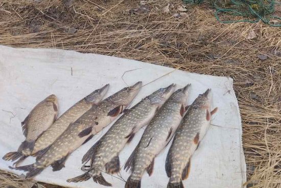 На Чернігівщині порушник наловив щуки на 18 тисяч гривень