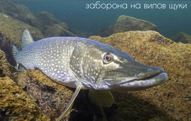На Чернігівщині заборонили вилов щуки