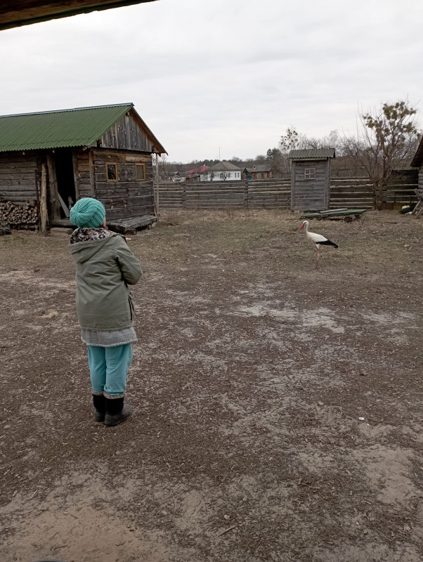 На Чернігівщину повернулися лелеки (Фото)
