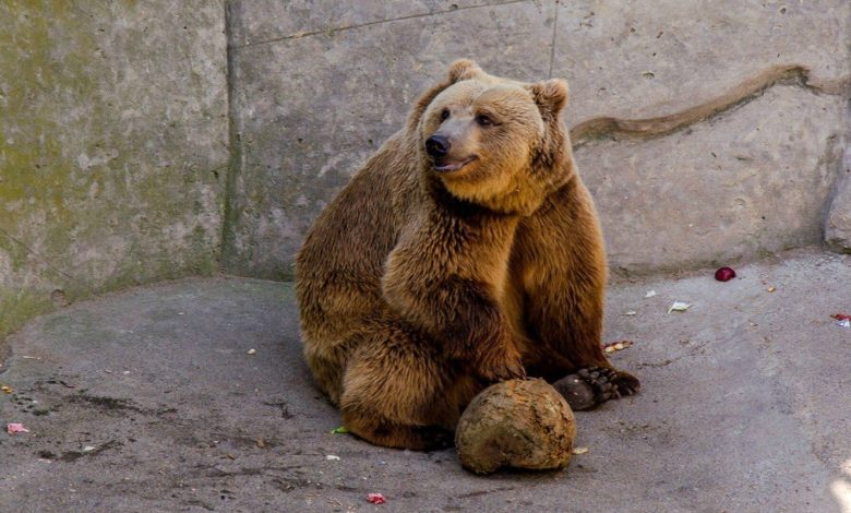 У Чауса, Стальниченка та інших віпів закінчилися угоди опіки над тваринками Менського зоопарку