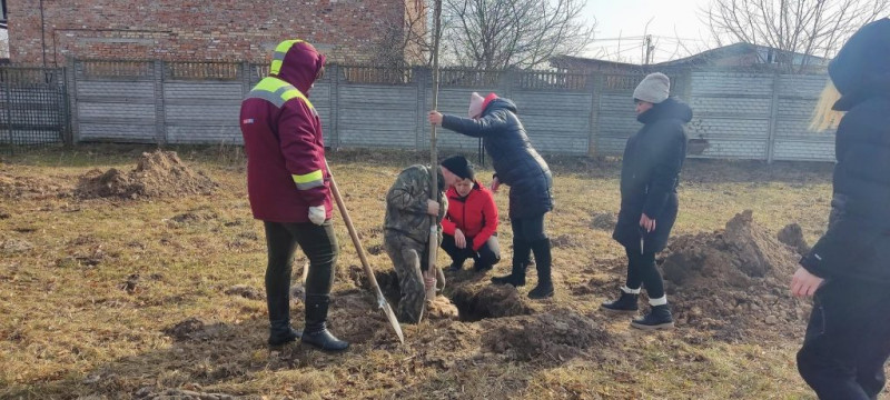 У селі на Чернігівщині висадили кленову алею