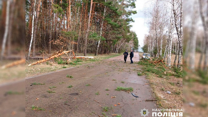 На Чернігівщині через падіння дерева на автівку загинули двоє людей