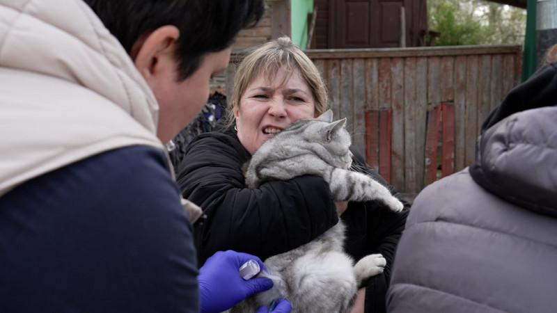 Їздять по різних районах міста і вакцинують котів та собак: як у Чернігові проводять щеплення тварин проти сказу