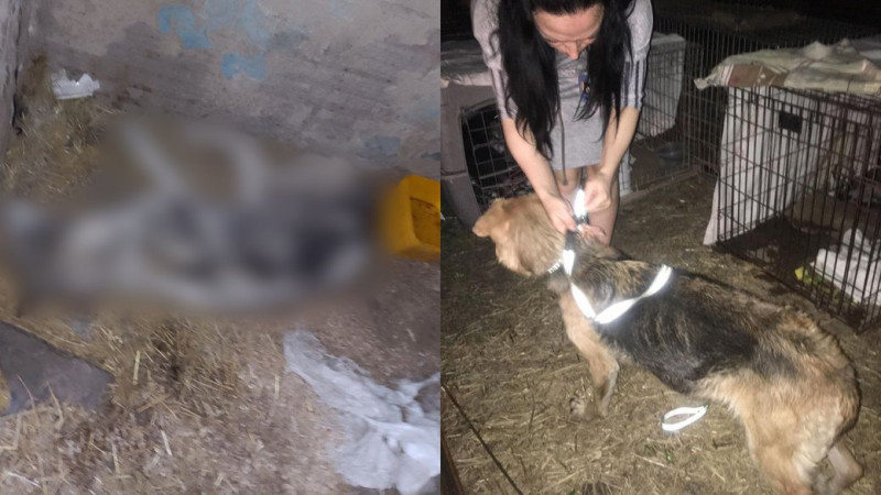 Їздять по різних районах міста і вакцинують котів та собак: як у Чернігові проводять щеплення тварин проти сказу