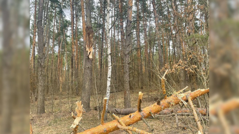 Батьки загинули, 10-річна дівчинка самотужки вибралася: подробиці падіння дерева на авто з людьми на Чернігівщині