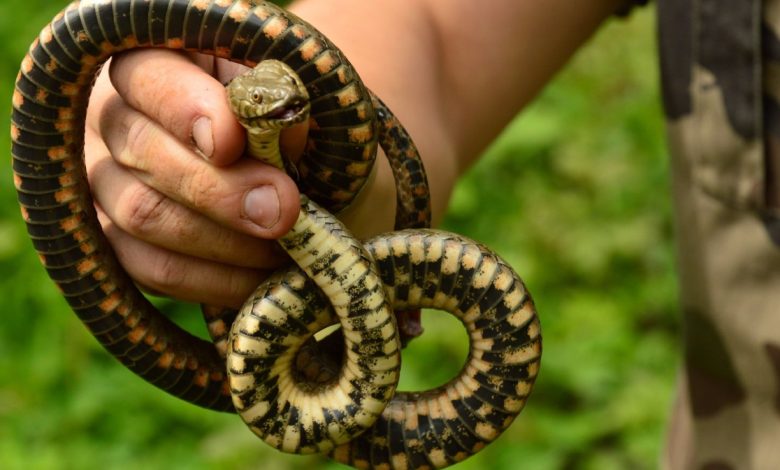 На Чернігівщині вже прокинулися змії, причому їх кількість збільшилася