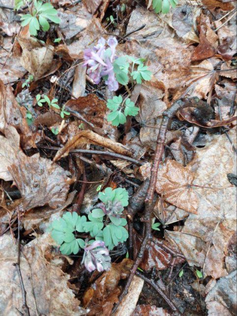 Рідкісні рослини знайшли чернігівські екологи в Ялівщині