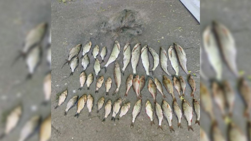 Наловив риби на понад 85 тисяч гривень: на Ніжинщині на чоловіка склали адміністративний протокол