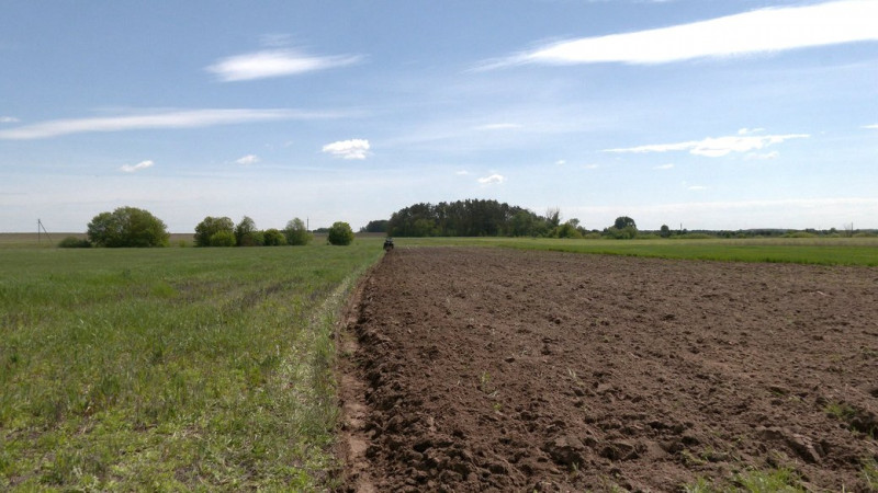 "У нас тут гречане царство": фермерка з Количівки, що біля Чернігова, вирощує органічну гречку