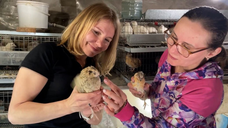 "У нас тут гречане царство": фермерка з Количівки, що біля Чернігова, вирощує органічну гречку