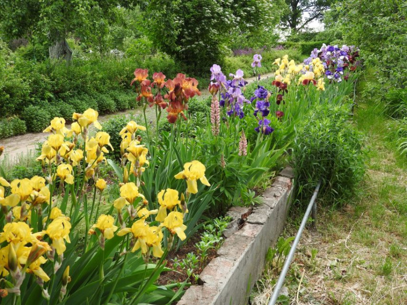 Білі, жовті, бузкові, коричневі: у саду Михайла Коцюбинського у Чернігові цвітуть іриси