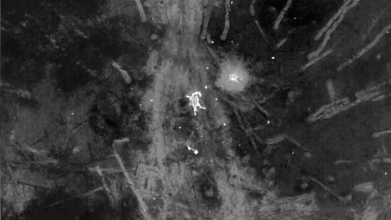 У межах зони відчуження Чорнобильської АЕС на міні підірвався червонокнижний дикий кінь породи Пржевальського