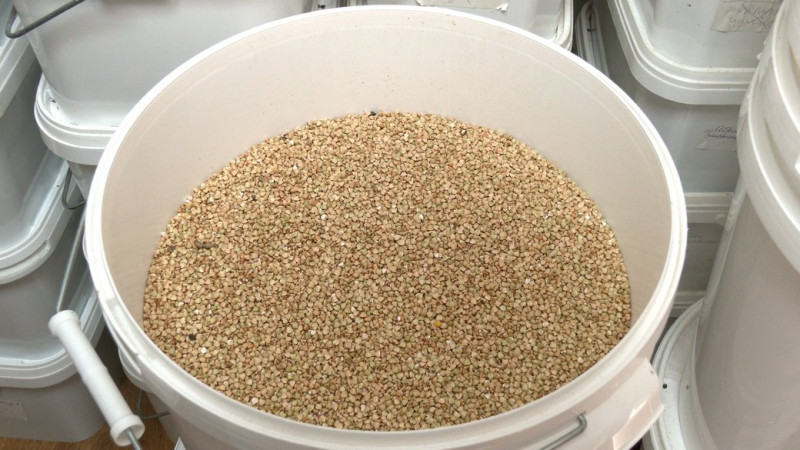 "У нас тут гречане царство": фермерка з Количівки, що біля Чернігова, вирощує органічну гречку