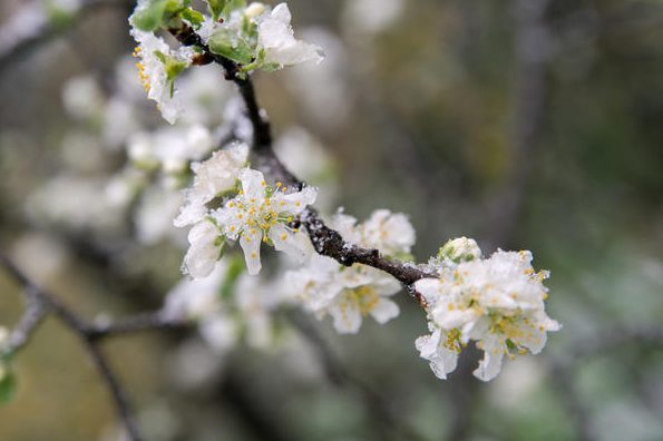 Як вберегти сади та городи від весняних приморозків: рекомендації чернігівського еколога