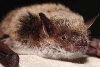 На Чернігівщині мешкає червонокнижний кажан