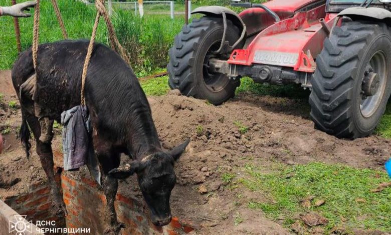 На Чернігівщині рятувальники вивільнили з пастки корову (Фото)