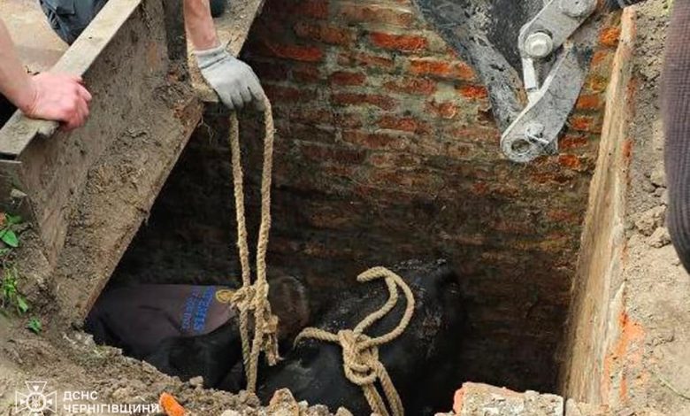 На Чернігівщині рятувальники вивільнили з пастки корову (Фото)