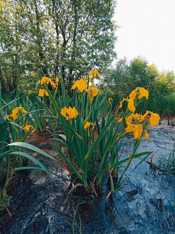 На Чернігівщині в розпалі сезон прогулянок болотами (Фото)