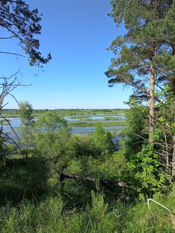 На Чернігівщині в розпалі сезон прогулянок болотами (Фото)