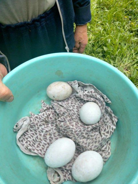 Операція по порятунку птаха: в селі на Чернігівщині врятували лелеку та її потомство (Фото)