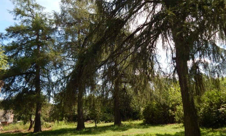 Садиби Подесення: історія маєтку родини Антіох-Вербицьких на Чернігівщині (Фото)