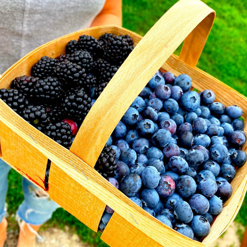 Сезон смачнючої полуниці з грядки розпочнеться з середини травня: екоферма на Чернігівщині запрошує гостей (Фото)