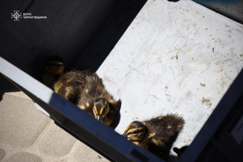 У Чернігові надзвичайники дістали каченят, які впали до водяного колектору (Відео)