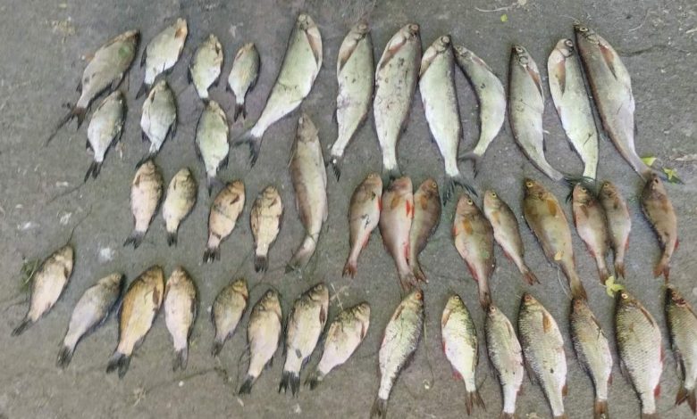 У понад 80 тисяч гривень обійдеться незаконна риболовля під час нересту браконьєру з Ніжинщини