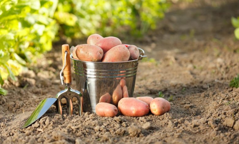 У селах Чернігівщини картоплю торішнього врожаю купують за вигідною ціною