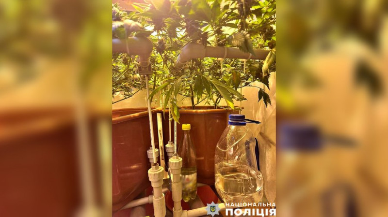 На Чернігівщині чоловік вирощував у квартирі нарковмісні рослини
