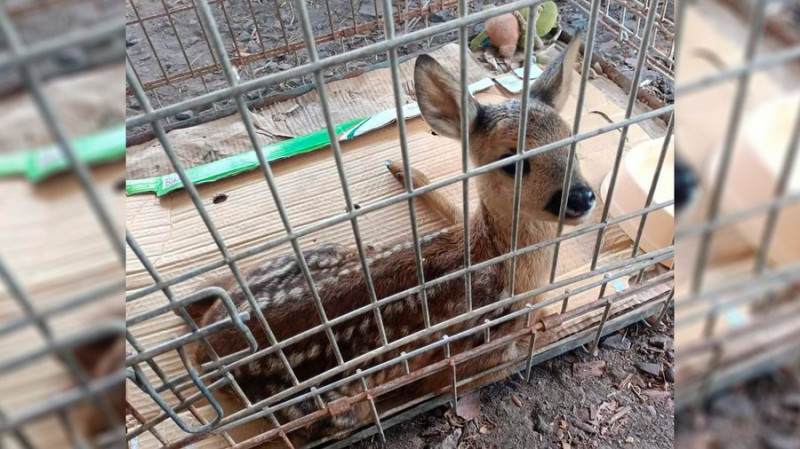 "Вона зовсім маленька, ще молоко п'є": на Ніжинщині зооволонтери врятували травмовану косулю