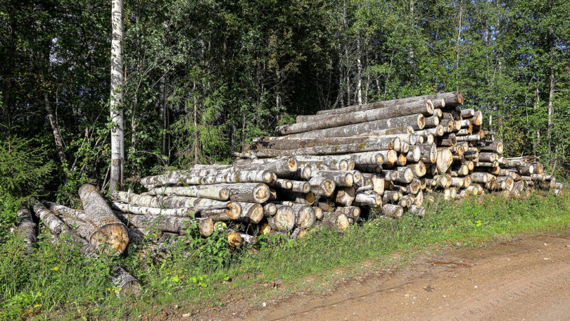 Нарубав незаконно майже 100 дерев на понад 1 млн гривень: жителю Городні повідомили про підозру