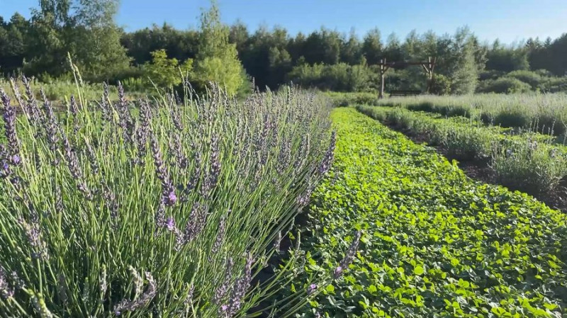Замість картоплі — лаванда: як жителька Чернігівщини вирощує рослини
