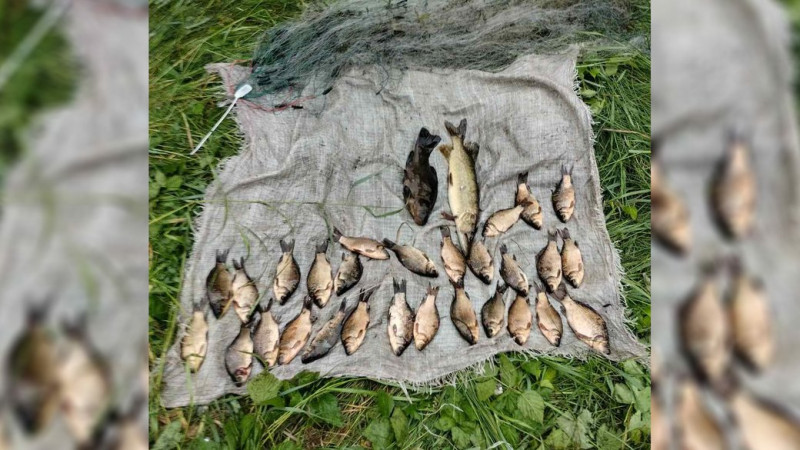28 карасів, щуку та лина виловив на понад 49 тисяч гривень під час нересту місцевий житель на Чернігівщині