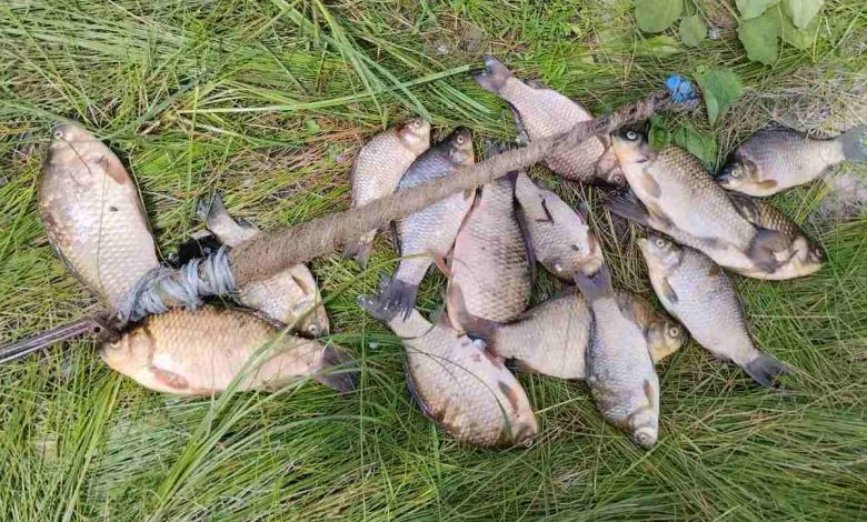 На Чернігівщині браконьєр наловив риби на понад 23 тисячі гривень