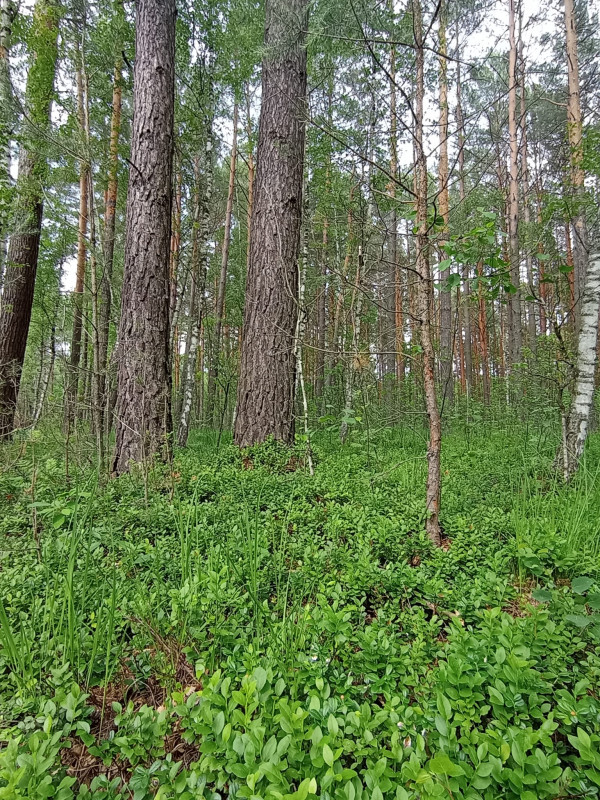 На Чернігівщині триває суничний і стартує чорничний сезон (Фото)