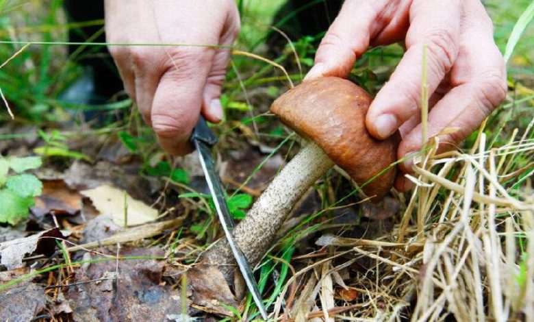 Поради чернігівцям: як збирати, зберігати і готувати гриби, аби не отруїтися
