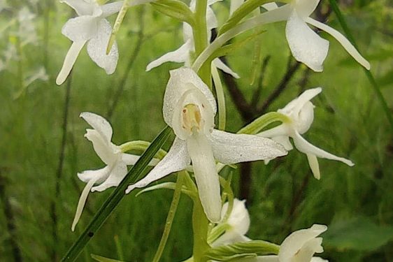 Розквітла одна із найгарніших орхідей Полісся — любка дволиста