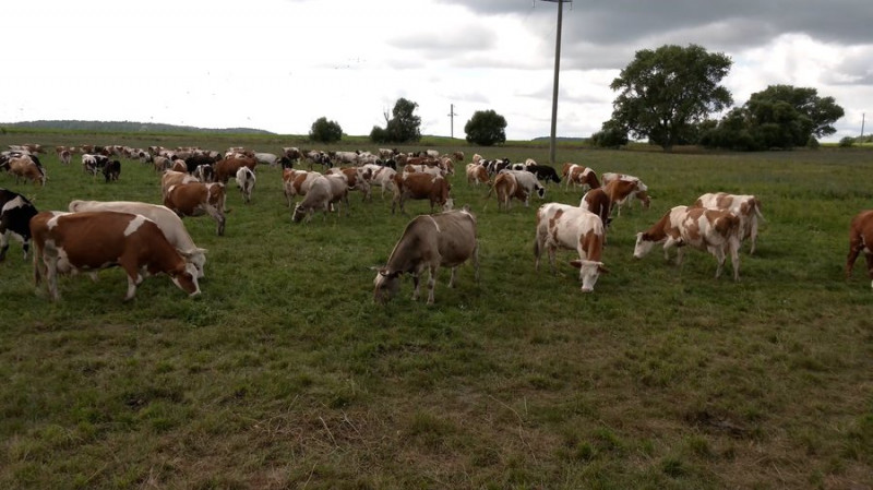 "Якщо нас там не буде, то буде сіра зона": як працюють фермери на прикордонні Чернігівщини