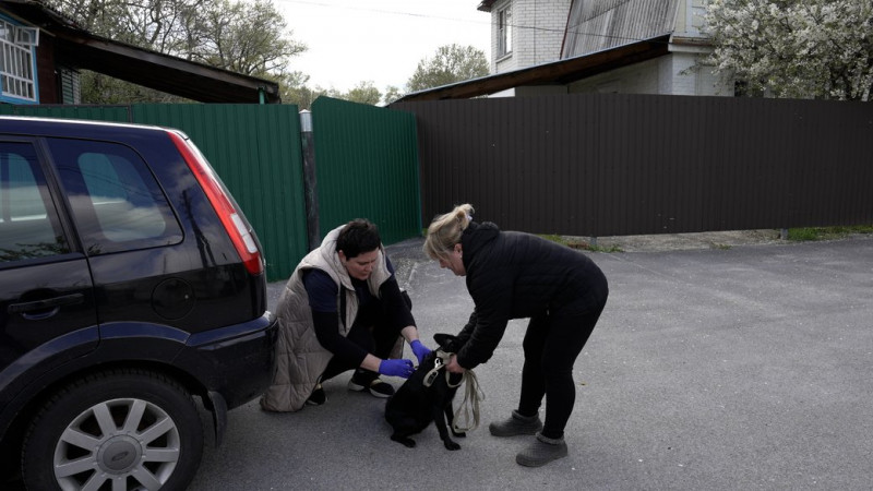 З початку 2024 року у Прилуках від сказу щепили більше півтори тисячі собак та котів