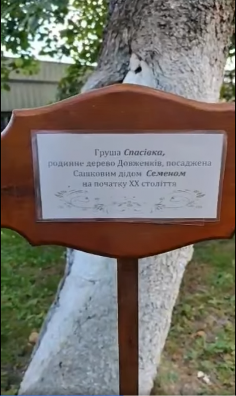 Біля сторічної груші, що росте на території музею Довженка в Сосниці, туристи загадують бажання (Фото)