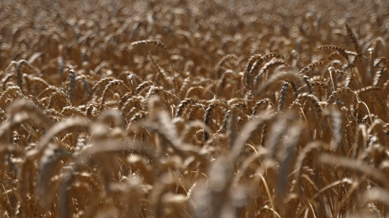 На день молотять понад дві тисячі тонн зерна: на Чернігівщині завершується збір врожаю ранніх зернових