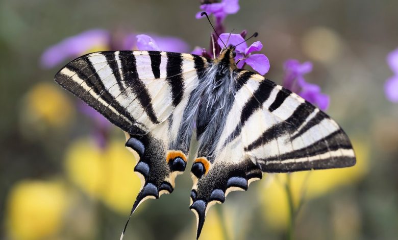 Червонокнижного метелика можна зустріти на Чернігівщині