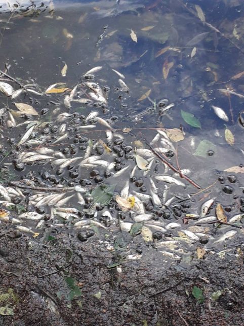 На Чернігівщині в озері виявлено масовий мор риби цінних видів