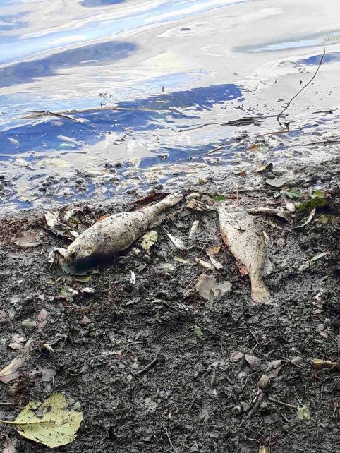 На Чернігівщині в озері виявлено масовий мор риби цінних видів