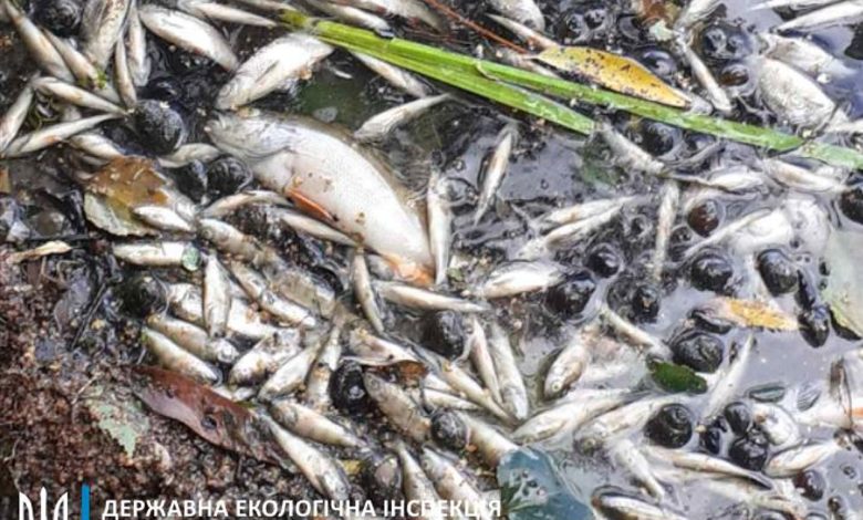 На Чернігівщині в озері виявлено масовий мор риби цінних видів